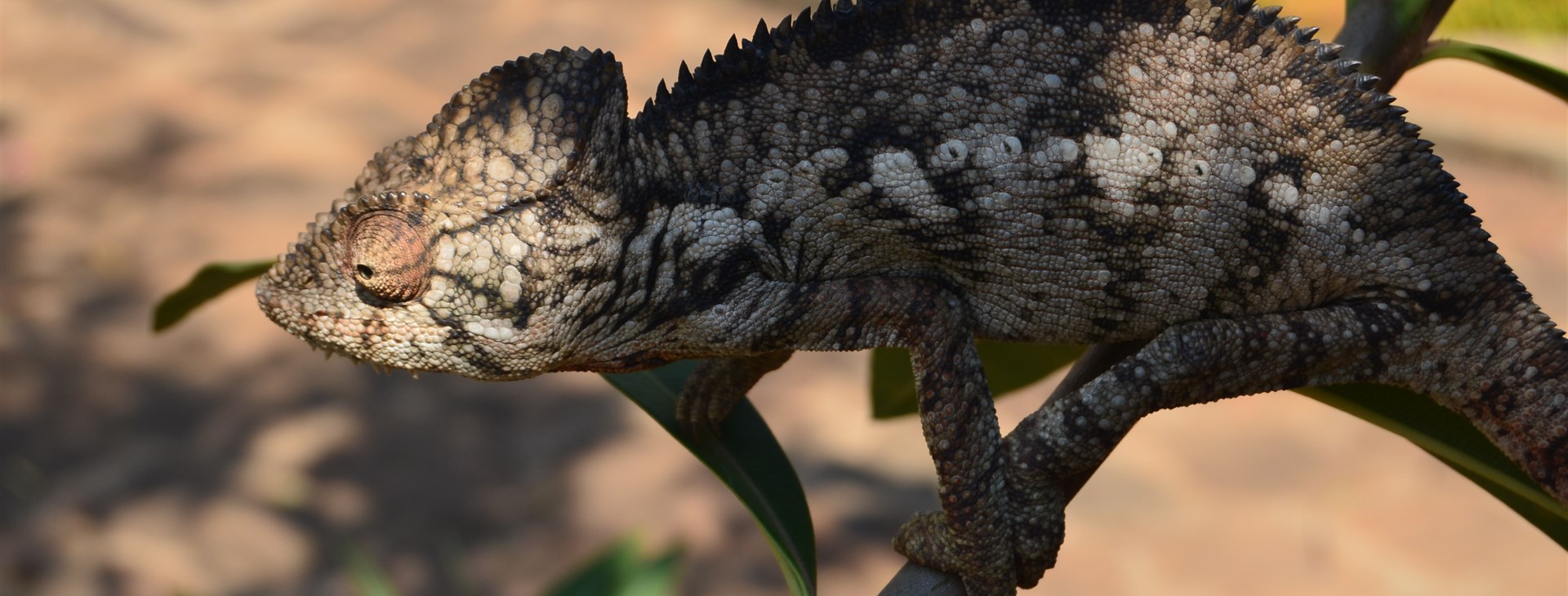Madagaskar - zelené srdce ostrova