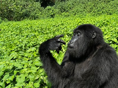 UGANDA - ráj ptáků, dobrých lidí a horských goril