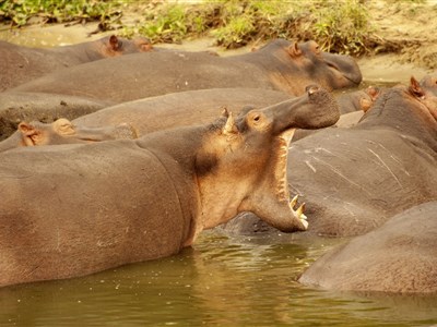 UGANDA - ráj ptáků, dobrých lidí a horských goril