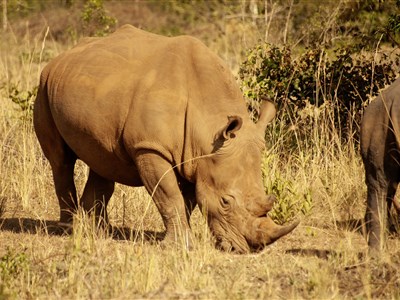 UGANDA - ráj ptáků, dobrých lidí a horských goril