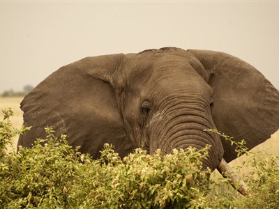 UGANDA - ráj ptáků, dobrých lidí a horských goril
