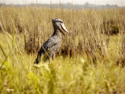 UGANDA - ráj ptáků, dobrých lidí a horských goril