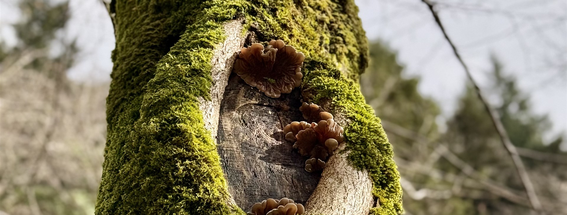 Poutní cesta z Florencie za Svatým Františkem do Assisi