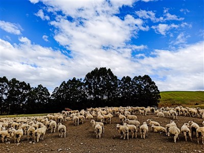 NOVÝ ZÉLAND - země dlouhého bílého oblaku