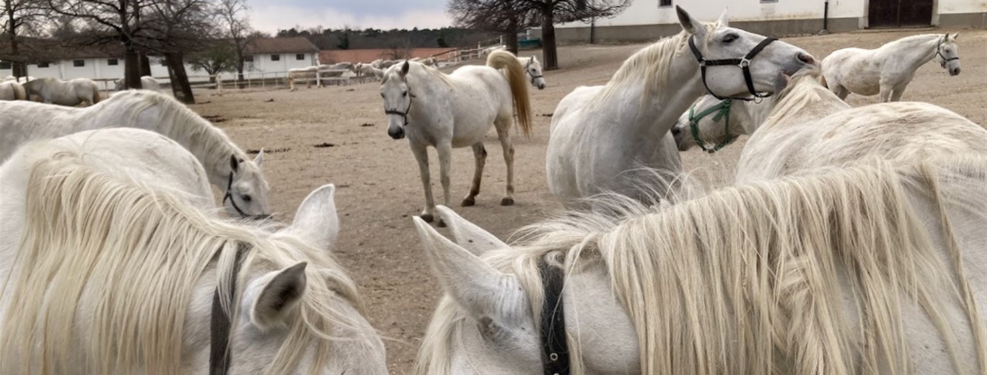 Dechberoucí Slovinsko