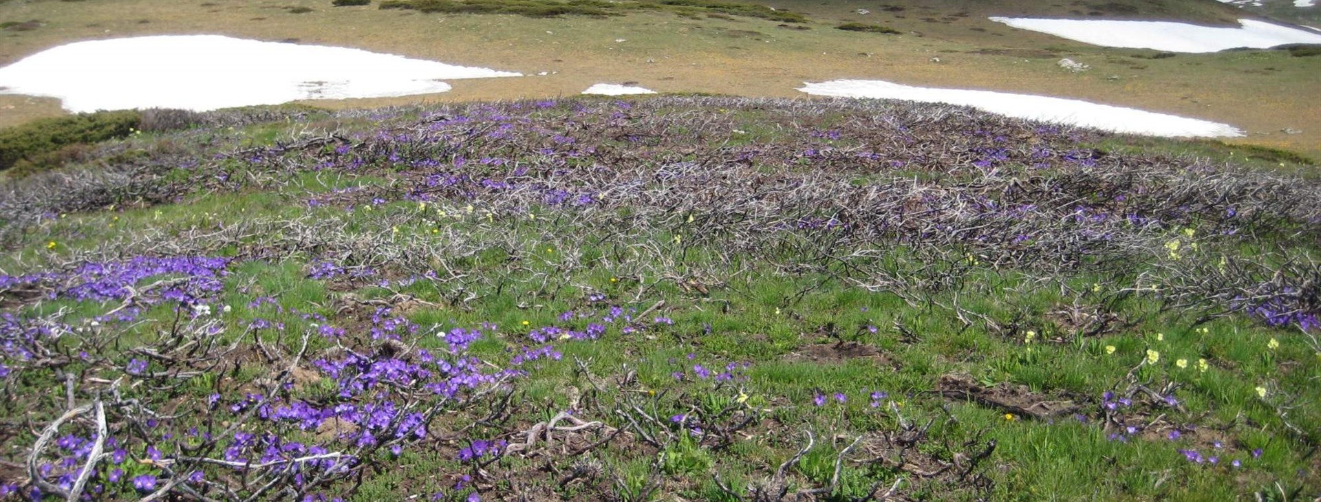 Za probouzející se přírodou Severní Makedonie - Šar Planina, Korab a Jablanica