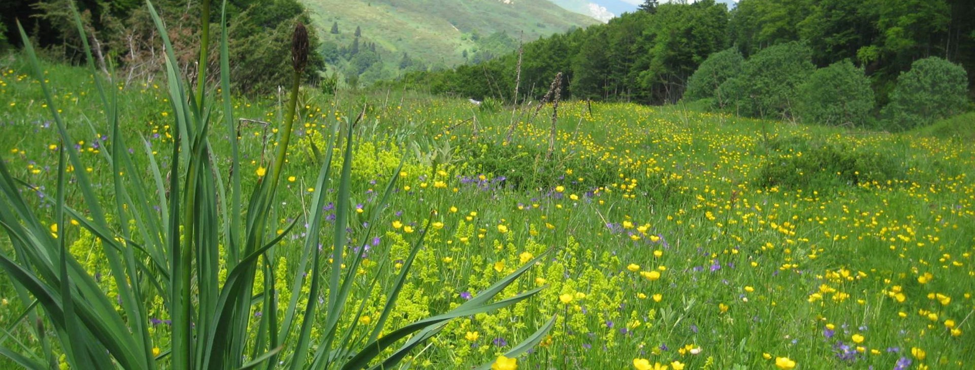 Za probouzející se přírodou Severní Makedonie - Šar Planina, Korab a Jablanica