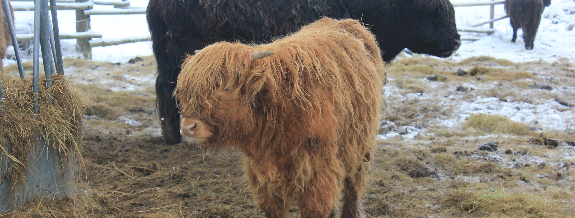 Šumava na sněžnicích