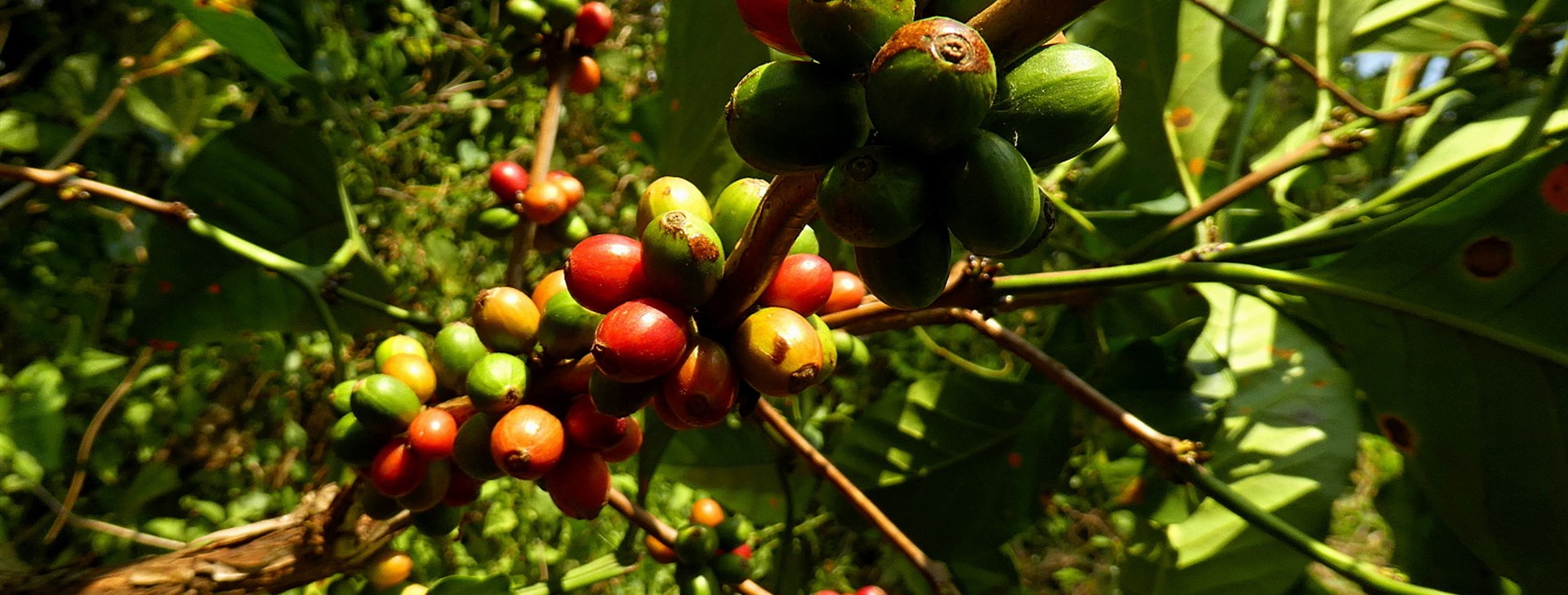 Kávu si osladím - autor: Martin Hessler a Dominika Sommerová