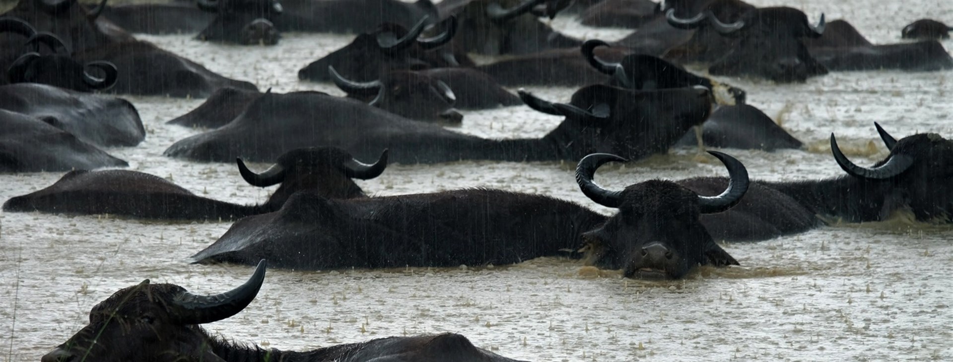 Buvol domácí zvaný též vodní buvol v národním parku Udawalawe - autor: David Barták