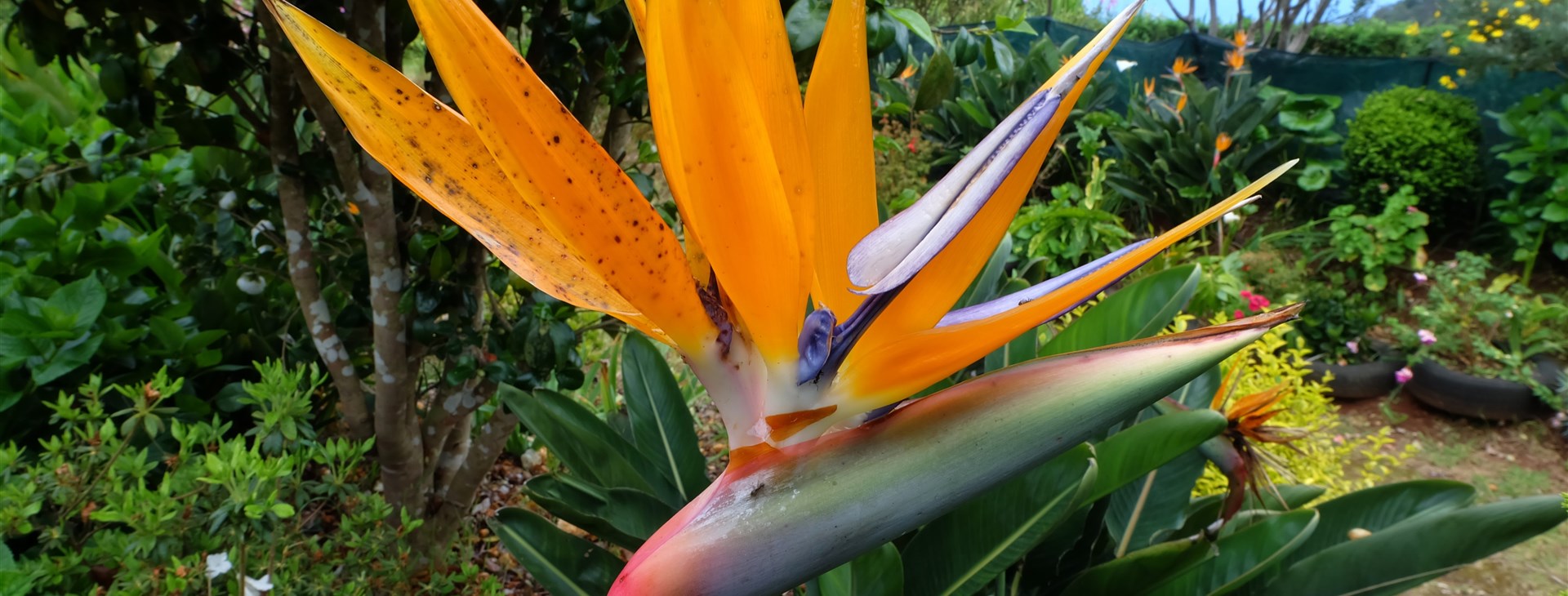 Madeira - autor: David Barták