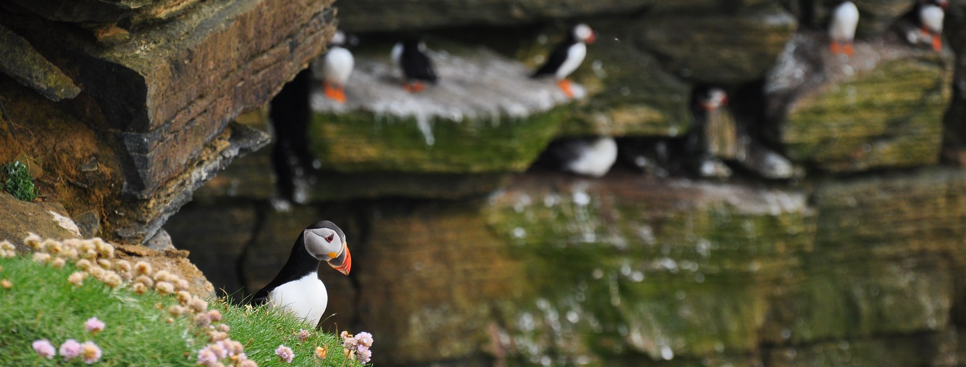 Skotsko - Shetlandy a Orkneje