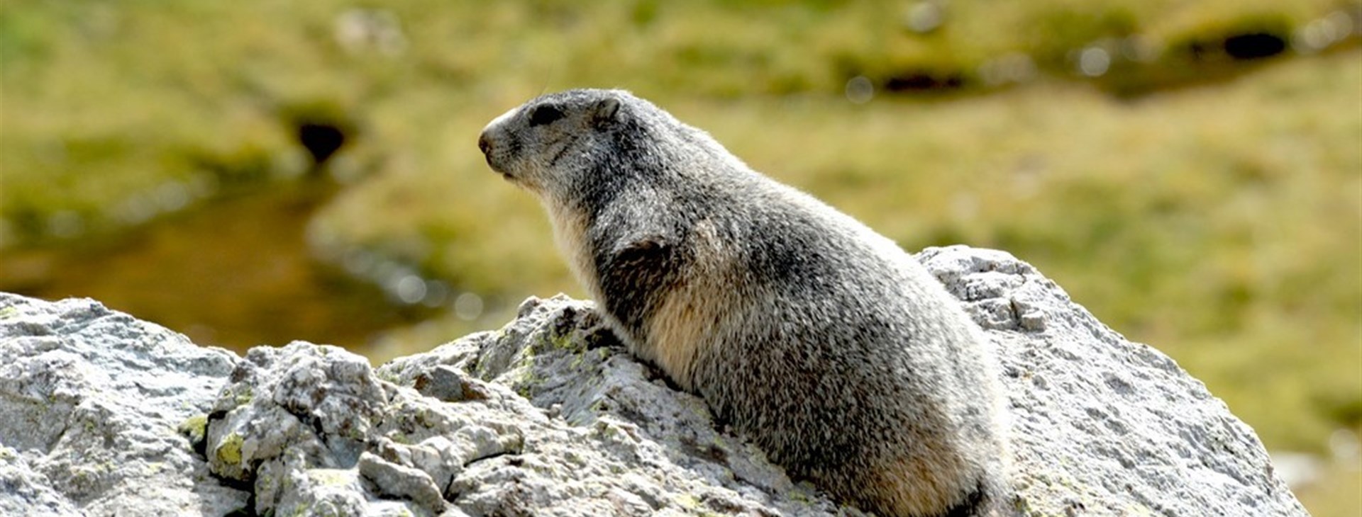 Cesta do francouzské říše zvířat