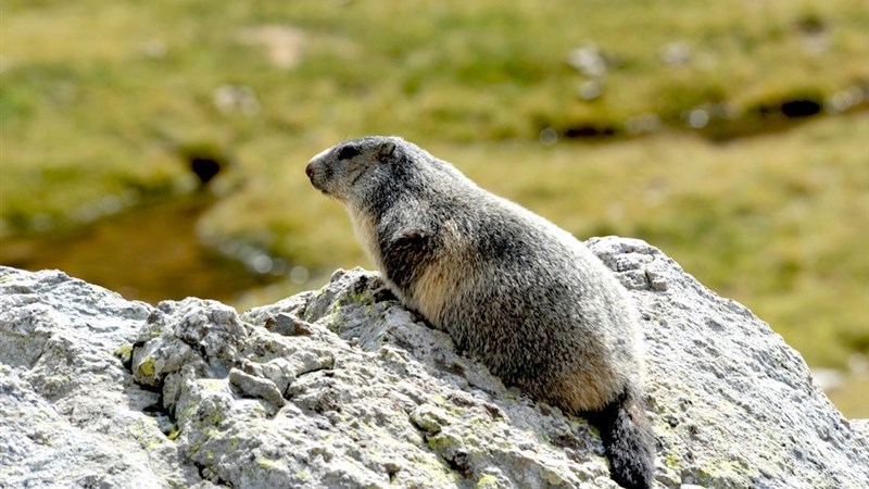 Cesta do francouzské říše zvířat
