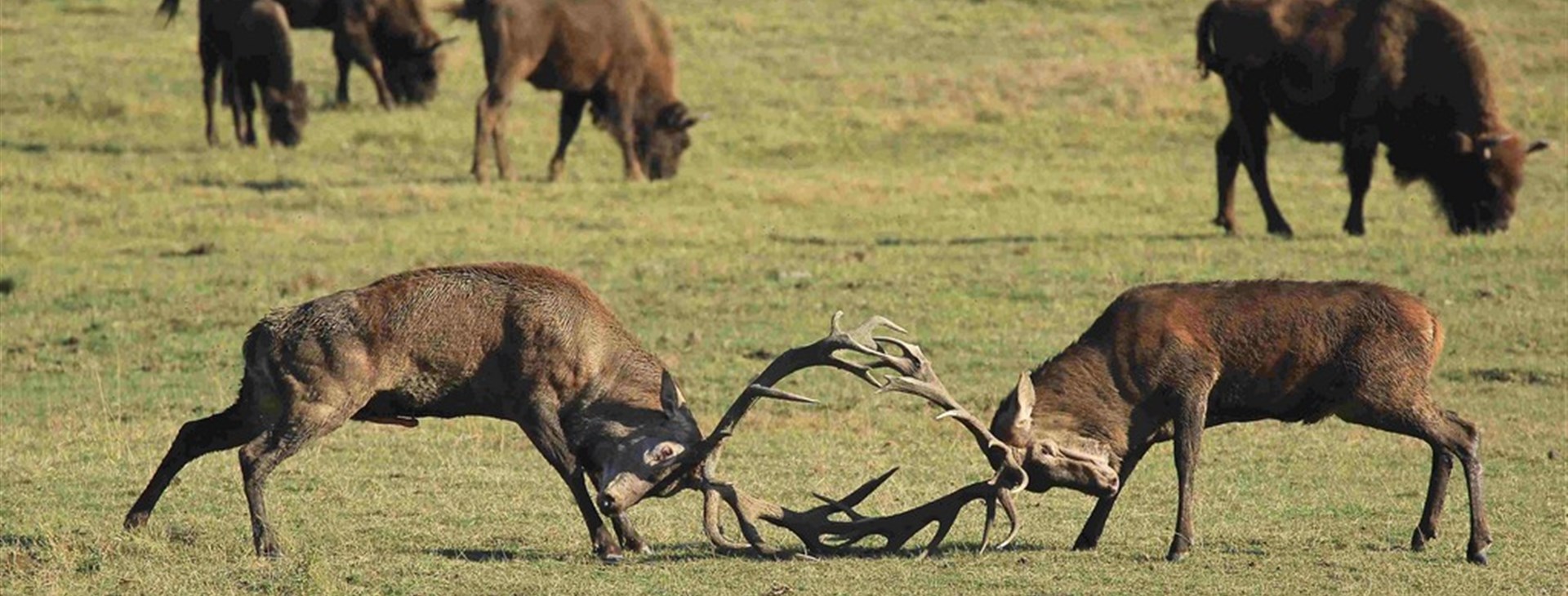 Cesta do francouzské říše zvířat