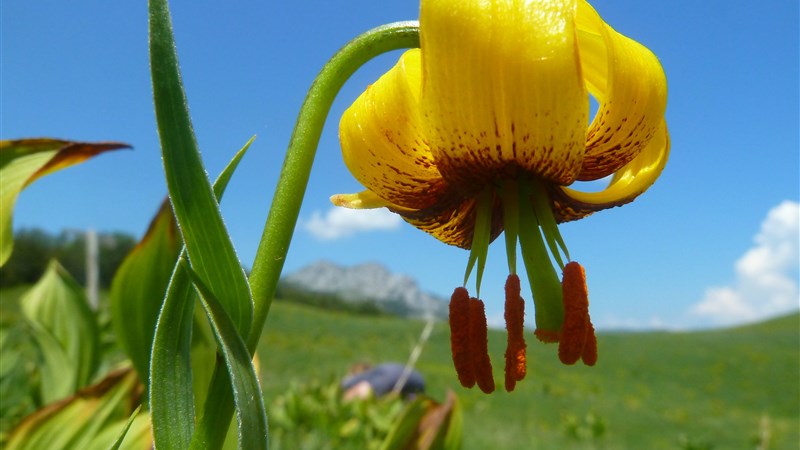 Hory Bosny a Hercegoviny