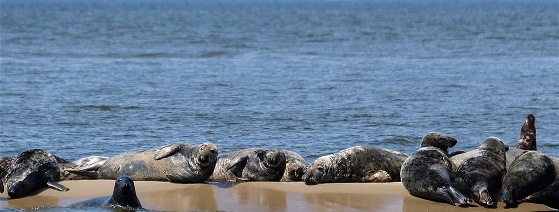 Na jantarové stezce