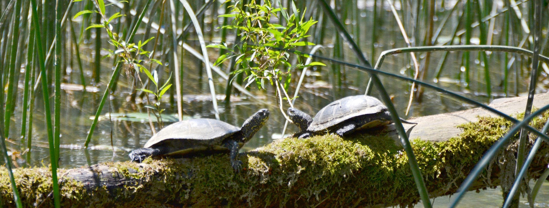 Mrežnica, želvičky - autor: Martin Mitáš