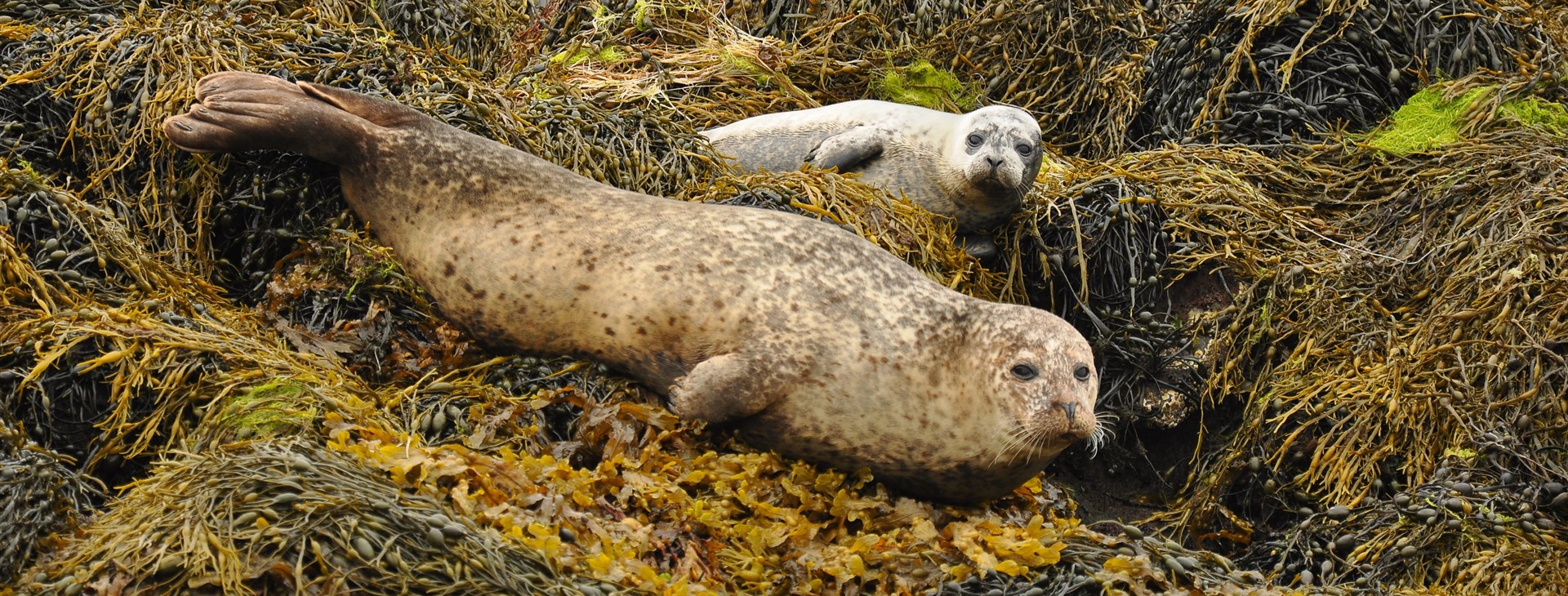 Prázdniny ve Skotsku