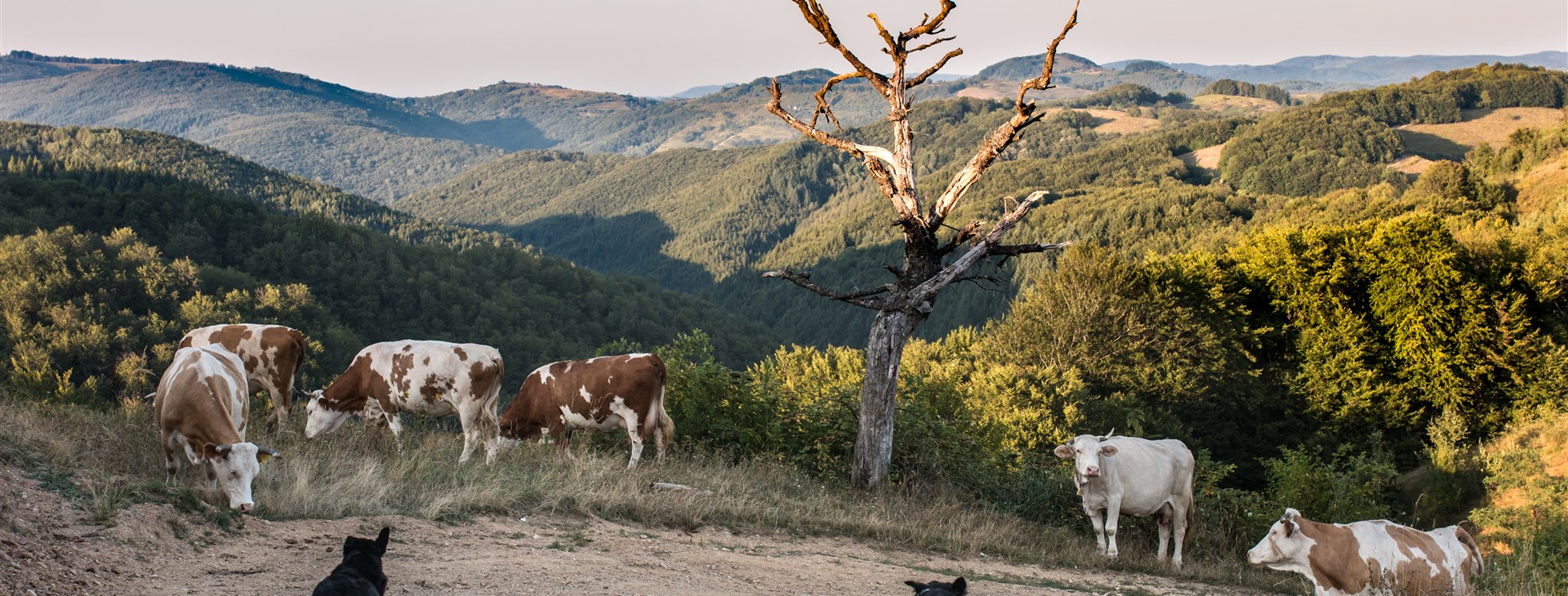 Rozmarné léto (s jógou)