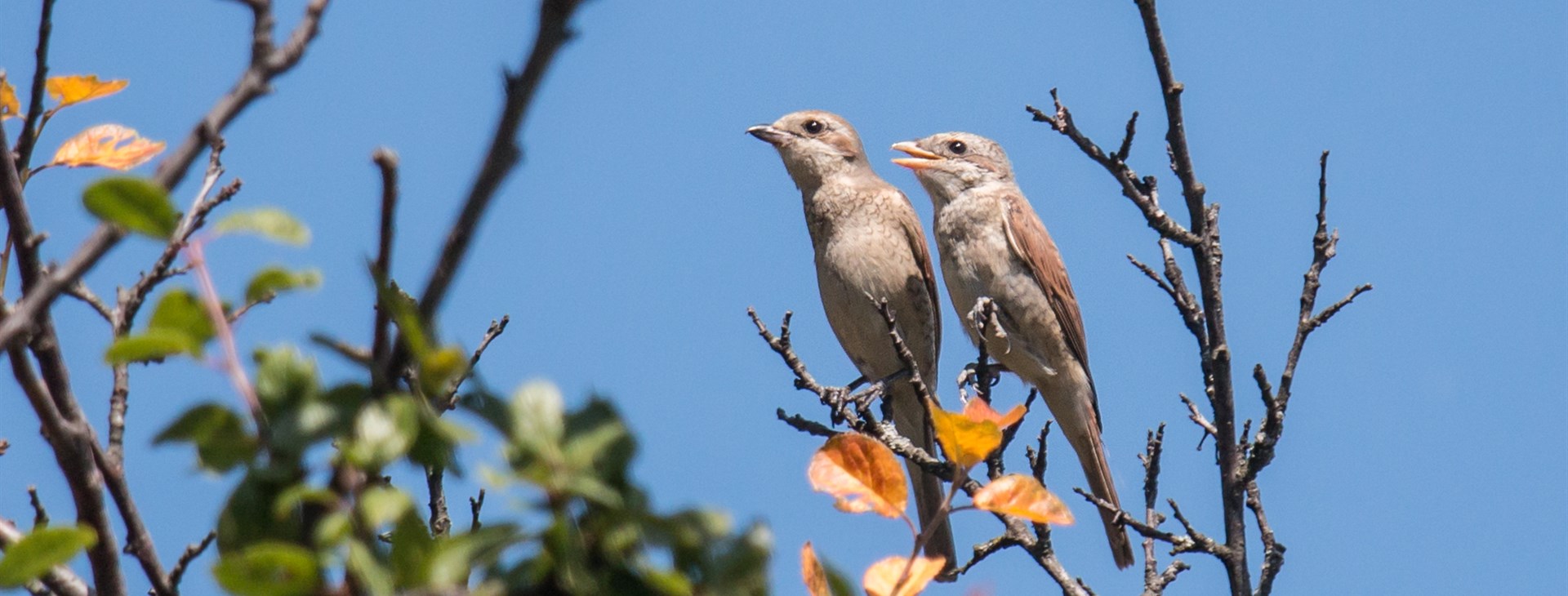 Rozmarné léto (s jógou)