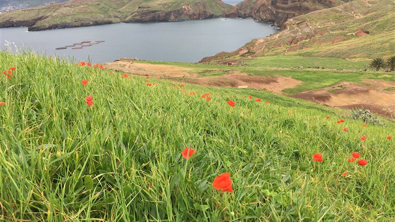 Madeira - jednodenní túry s horským přechodem (15 dní)