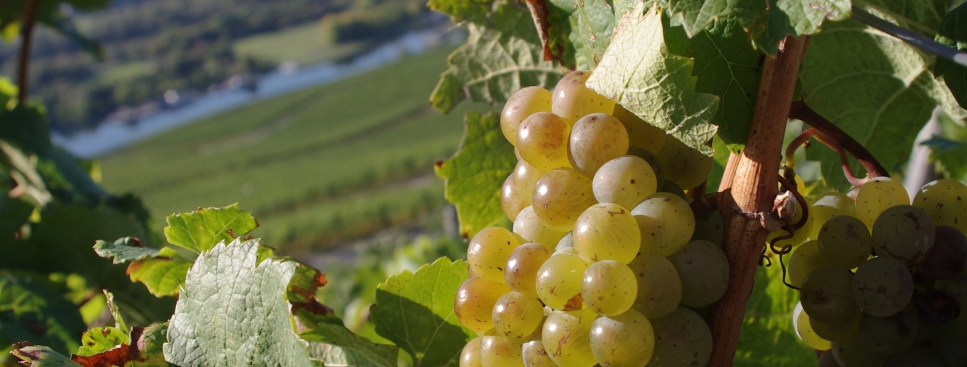 Autor: Picture Gallery of Mosellandtouristik