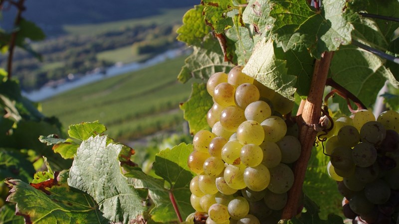 Moselská cyklostezka