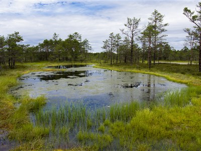 Estonsko a dobrodružná cesta kolem ostrova Saarema