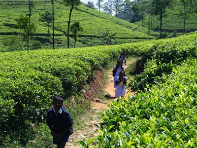 Srí Lanka – za vůní kari, čaje a tuk tuků