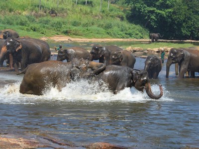 Srí Lanka – za vůní kari, čaje a tuk tuků