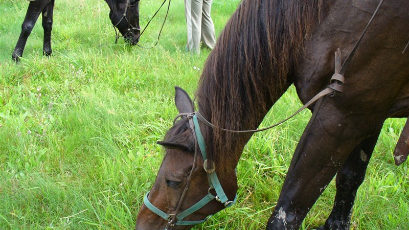 Putování na koních pro mírně pokročilé - Kozákov