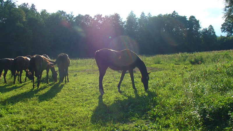 Vandr na koních pro zkušené jezdce