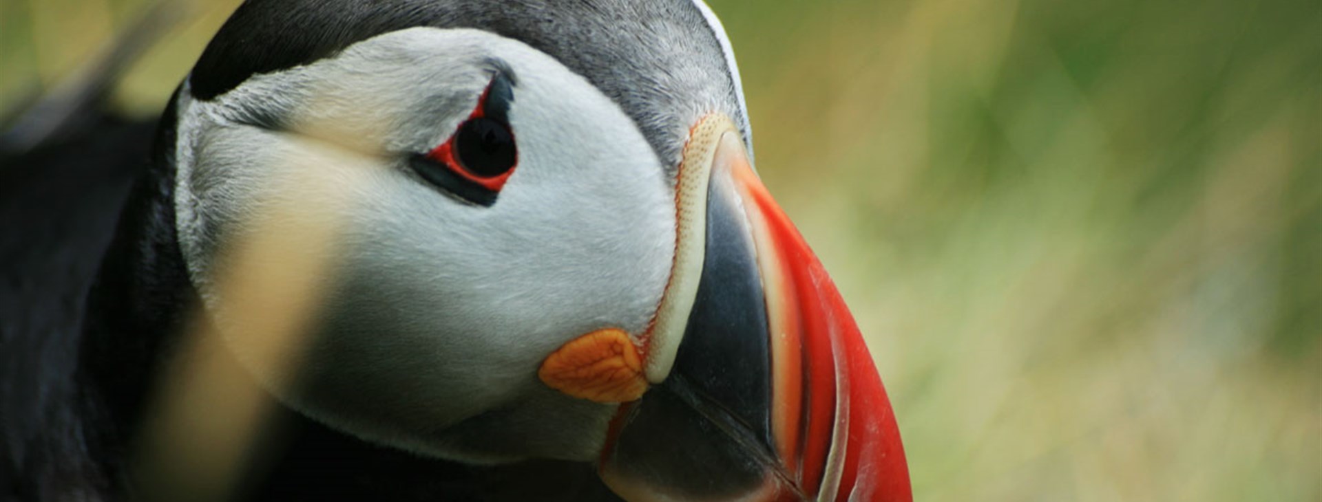 autor: David "Havran" Spáčil