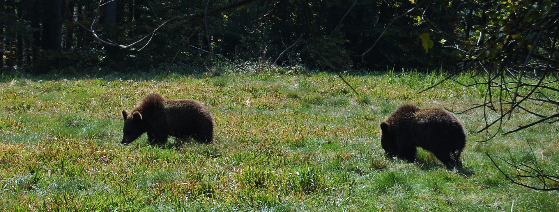 Tohle jsou naštěstí jen večerníčkoví medvědi při venčení :-) Autor: Tomáš Ochma Procházka