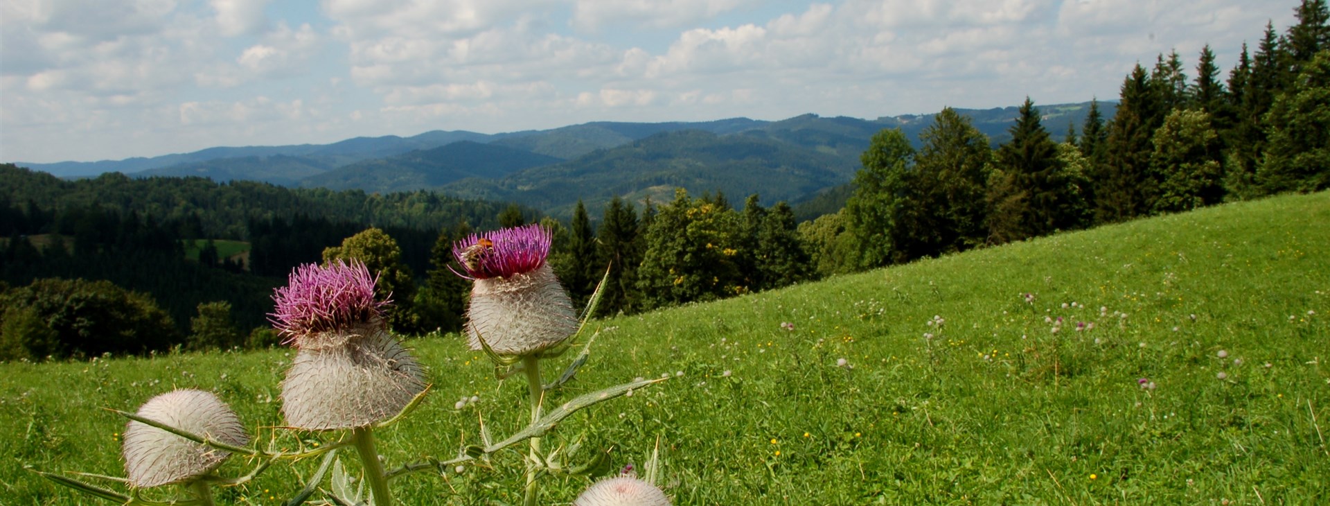 Autor: Tomáš Ochma Procházka