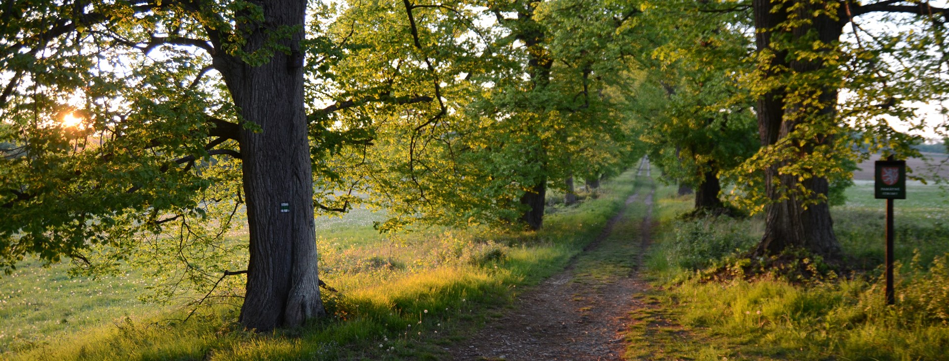 Letem světem - Willy Fog a cesta kolem světa za 80 dní