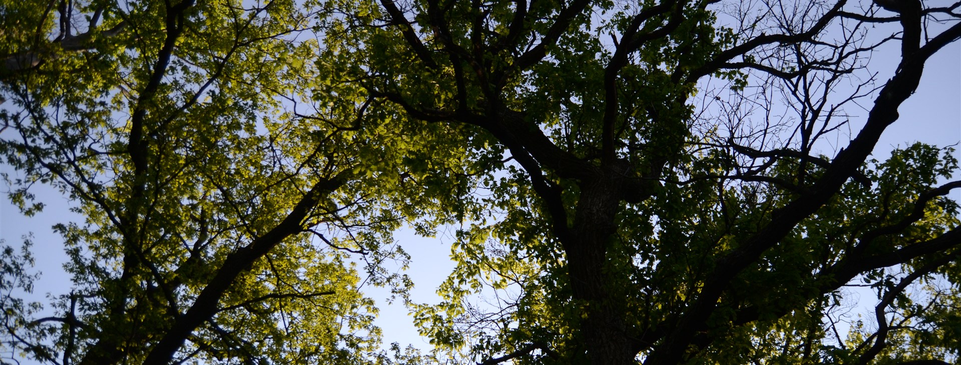 Letem světem - Willy Fog a cesta kolem světa za 80 dní