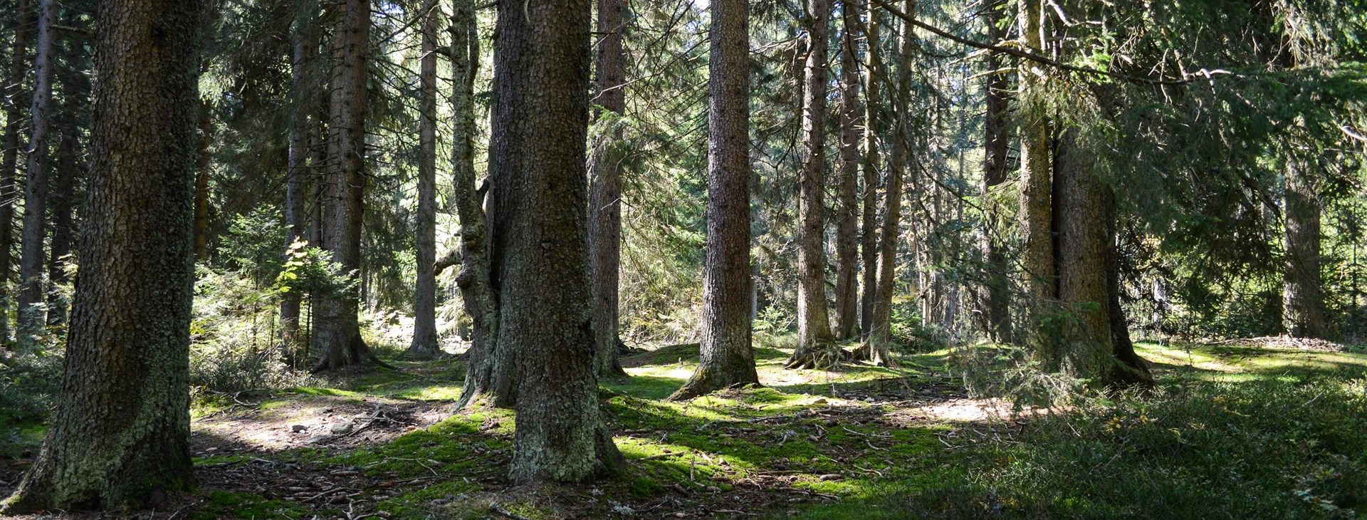 Jizerské hory aneb Pekelské pěší stezky