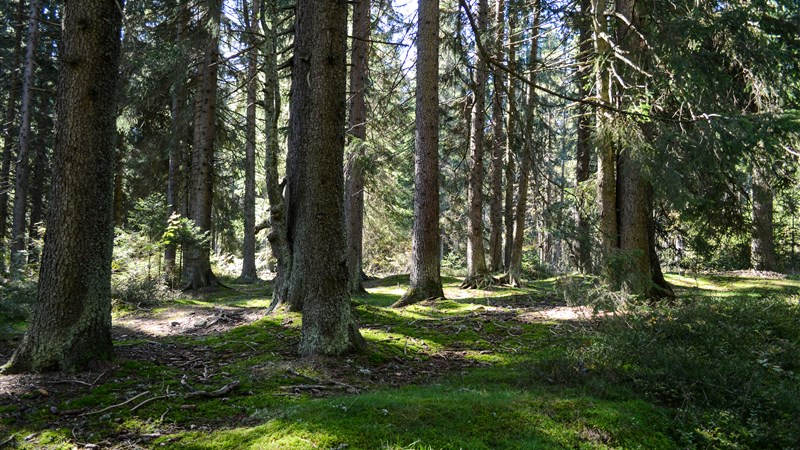 Jizerské hory aneb Pekelské pěší stezky