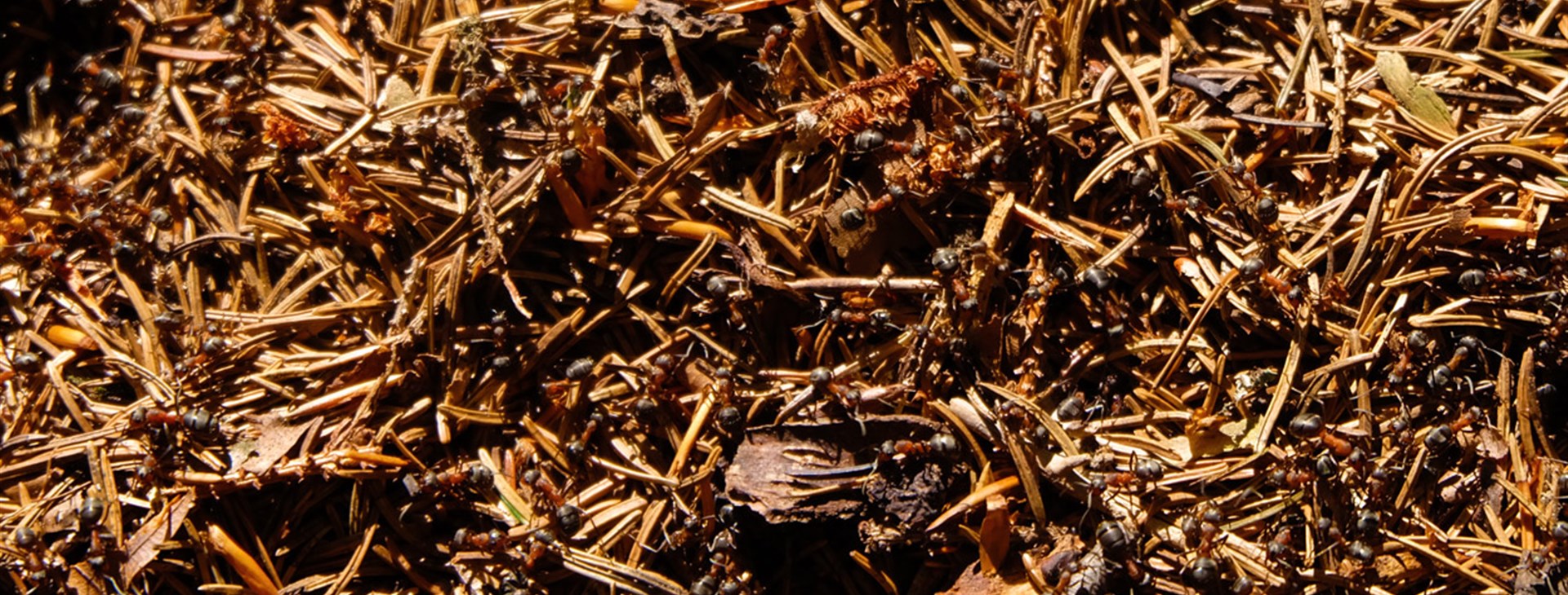 Jizerské hory aneb Pekelské pěší stezky