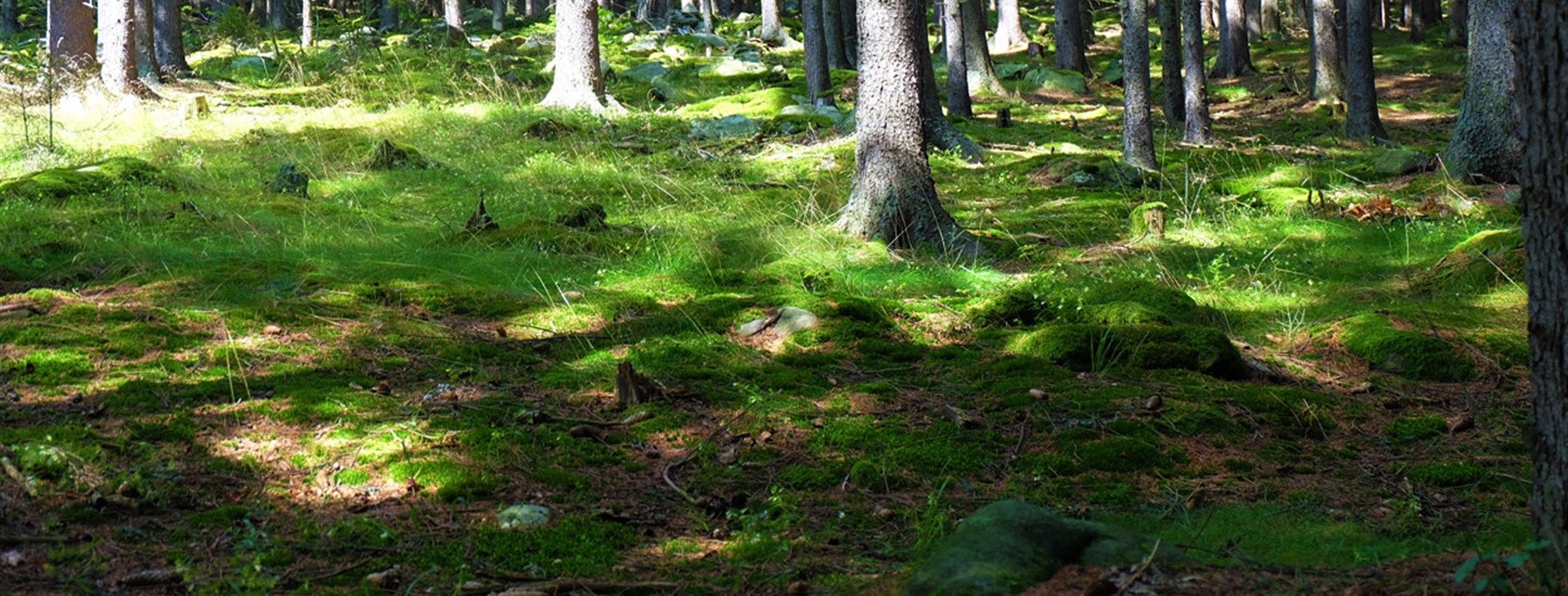 Jizerské hory aneb Pekelské cyklostezky