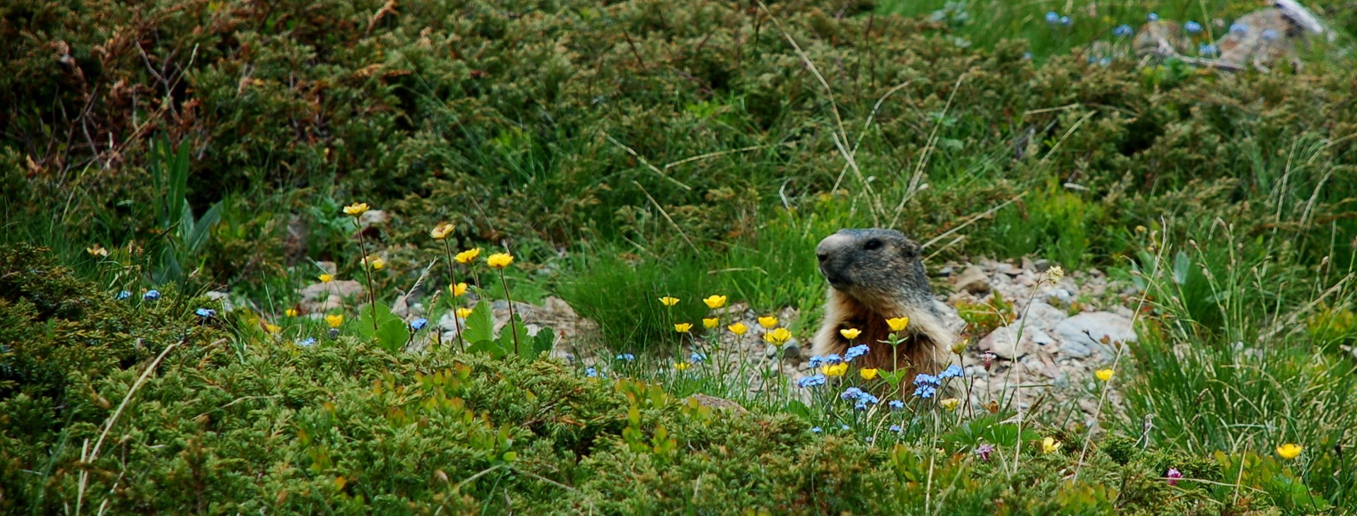 Autor: Tomáš Ochma Procházka