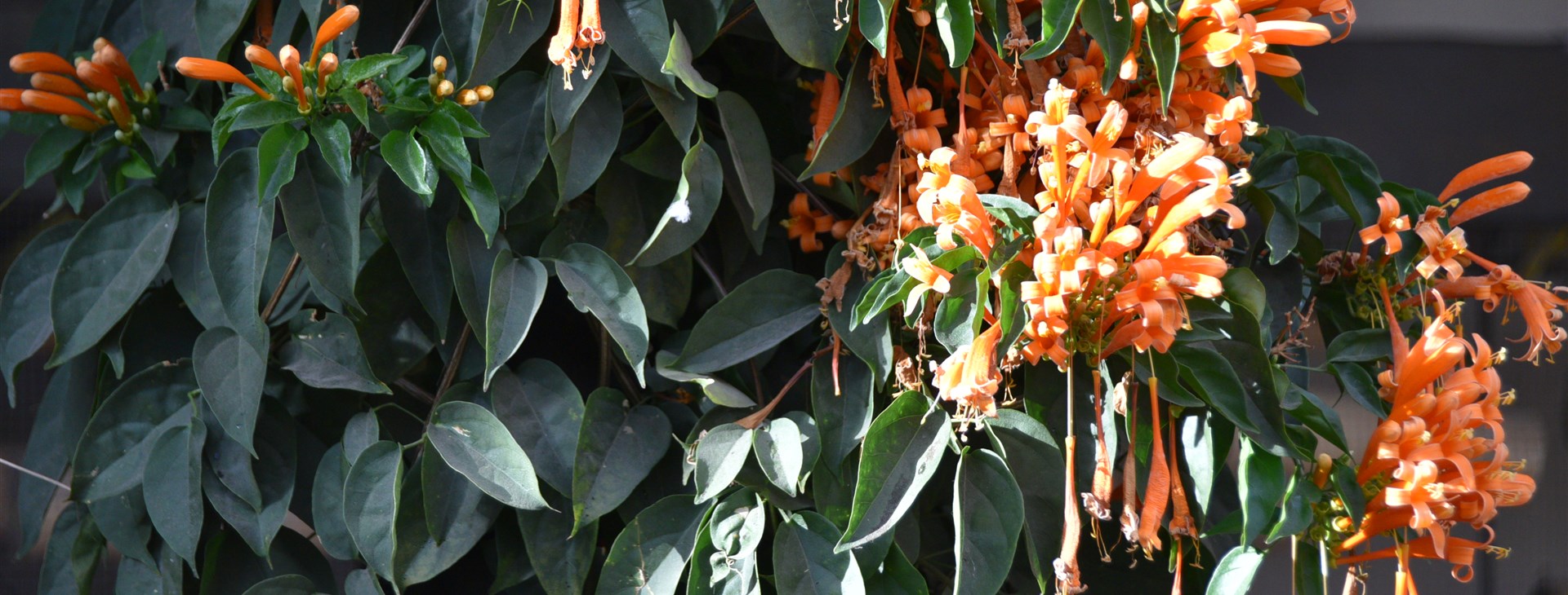 Guatemala, Honduras a Belize