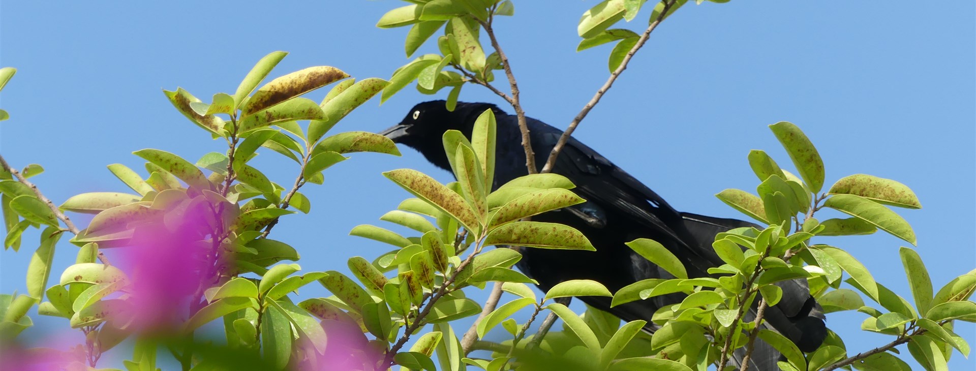Guatemala, Honduras a Belize