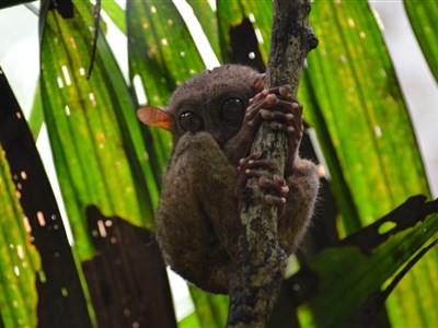 ONLINE - Filipíny - Tichý oceán, tisíce ostrovů, krev a písek