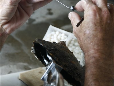 ONLINE - Půvaby jižního Tichomoří