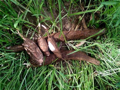 ONLINE - Tři měsíce učitelkou v Tanzánii a jiné taškařice