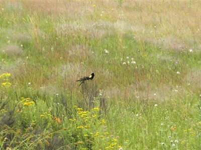 ONLINE - Tři měsíce učitelkou v Tanzánii a jiné taškařice