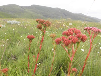ONLINE - Tři měsíce učitelkou v Tanzánii a jiné taškařice
